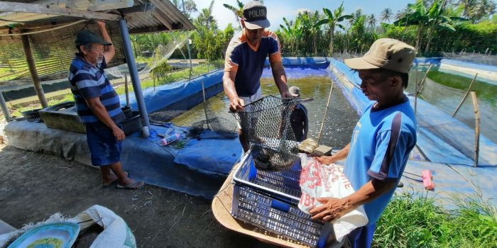 Pinjaman Modal KKP di Masa Pandemi, Pembudidaya Lele Rasakan Manfaatnya