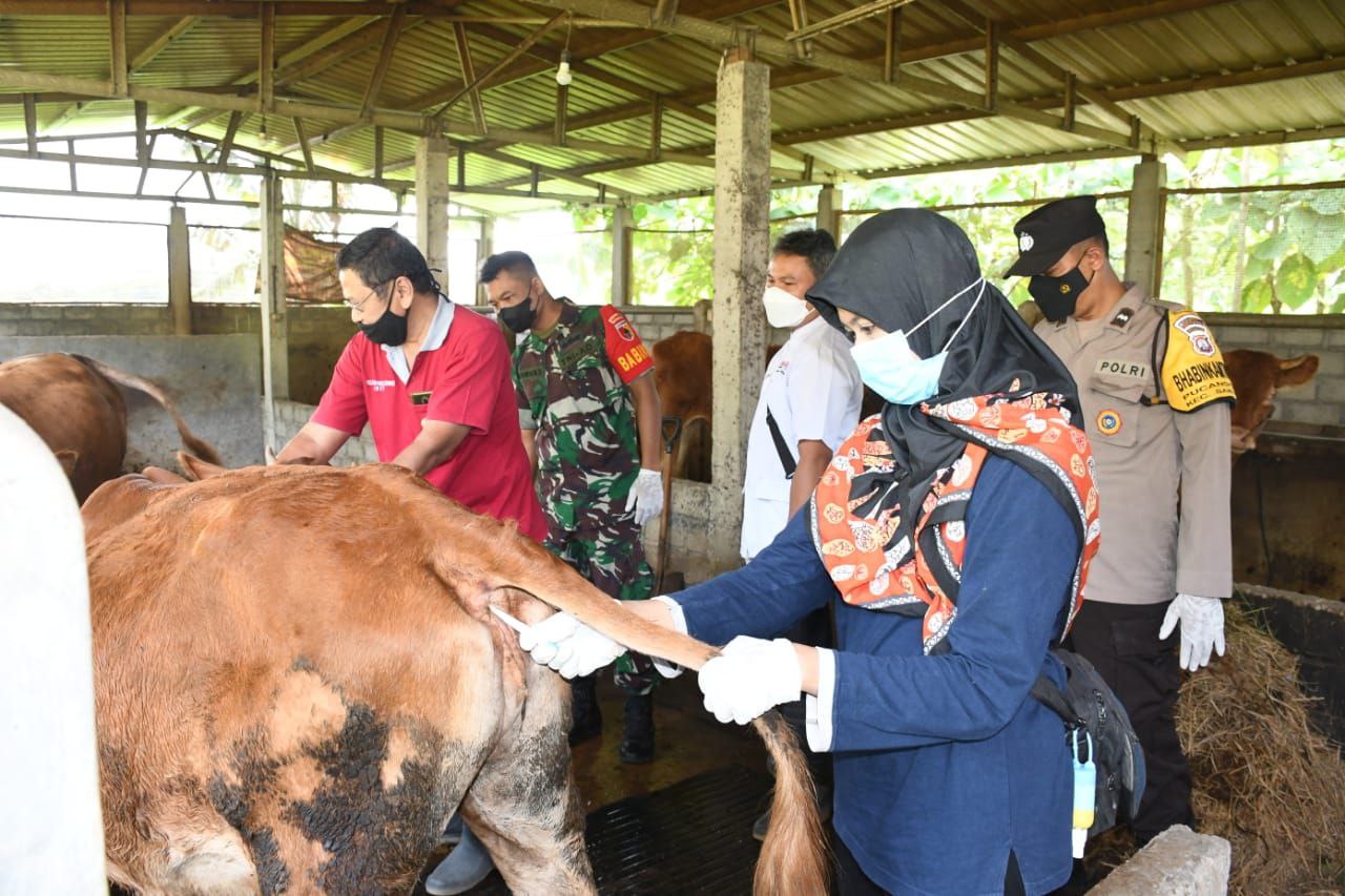 Tiga Pilar Beserta Jajaran Polres Madiun Kota Tak Temukan Suspek PMK Hewan Ternak