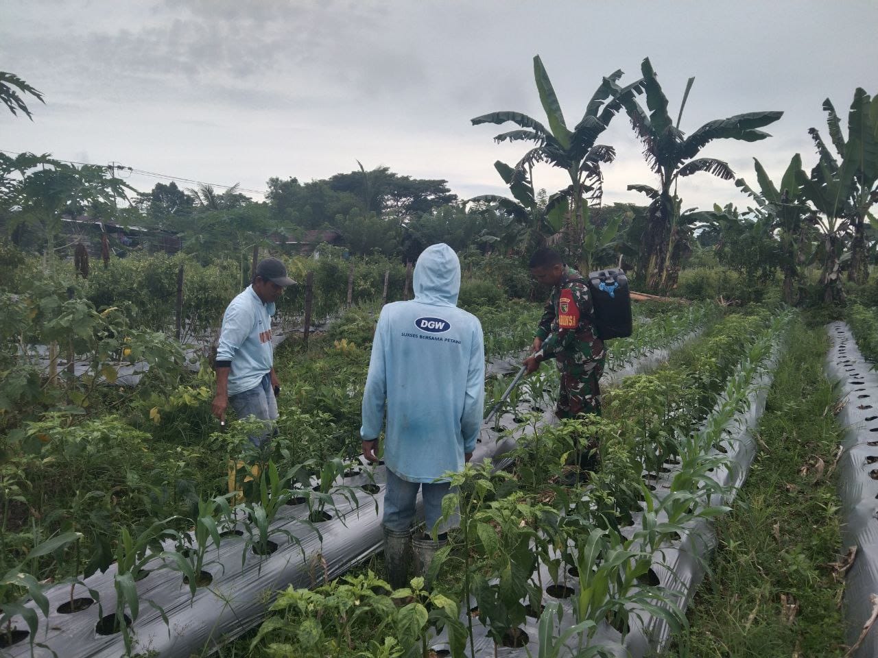 Dukung Program Ketahanan Pangan, Babinsa Koramil 1710-07/Mapurujaya Setia Dampingi Petani Di Wilayah Binaan