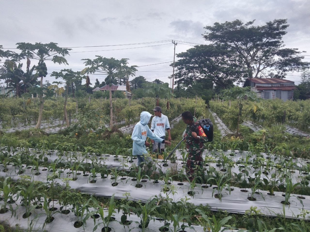 Dukung Program Ketahanan Pangan, Babinsa Koramil 1710-07/Mapurujaya Setia Dampingi Petani Di Wilayah Binaan