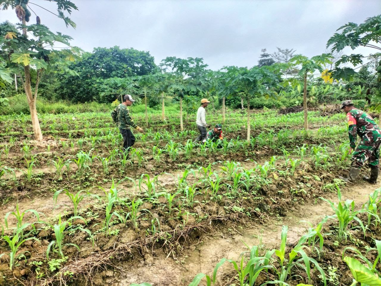 Agar Hasil Panen Meningkat, Babinsa Koramil 1710-07/Mapurujaya Terus Dampingi Petani Di Wilayah Binaan