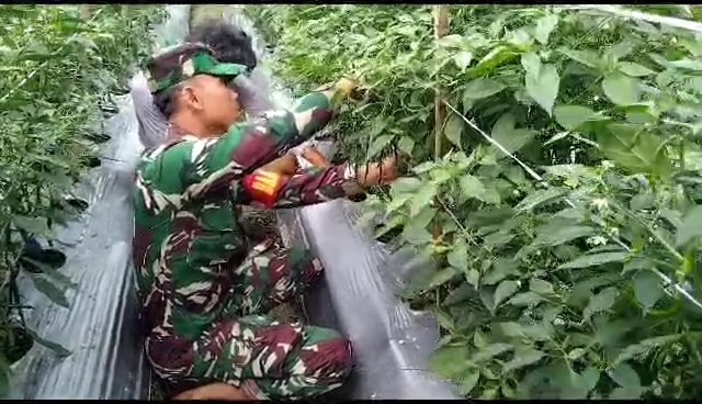 Babinsa Koramil 07/Mapurujaya Laksanakan Pendampingan Kepada Petani Cabai