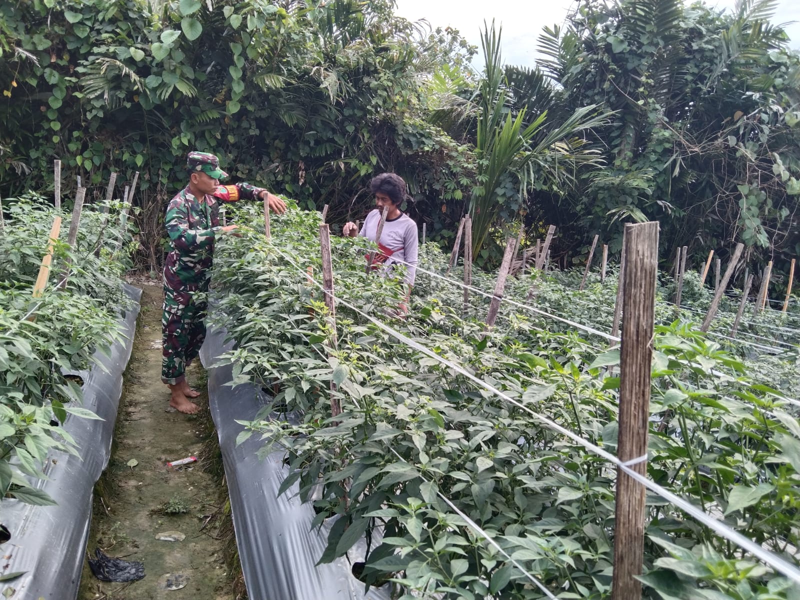 Babinsa Koramil 07/Mapurujaya Laksanakan Pendampingan Kepada Petani Cabai