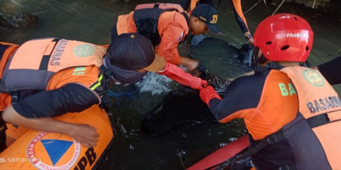 Tim SAR Temukan Korban Tenggelam Di Sungai Bondoyudo Lumajang