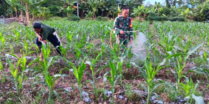 Babinsa Koramil 1710-07/Mapurujaya Bersama Petani Laksanakan Penyemprotan Pestisida Di Tanaman Jagung