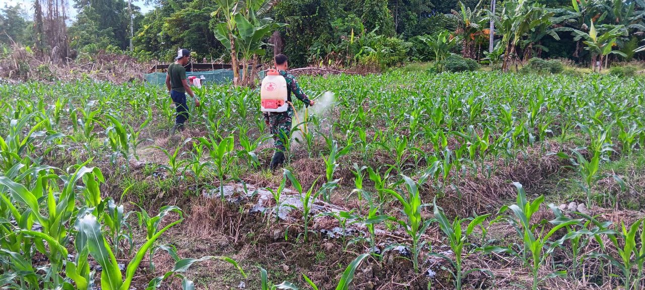 Babinsa Koramil 1710-07/Mapurujaya Bersama Petani Laksanakan Penyemprotan Pestisida Di Tanaman Jagung