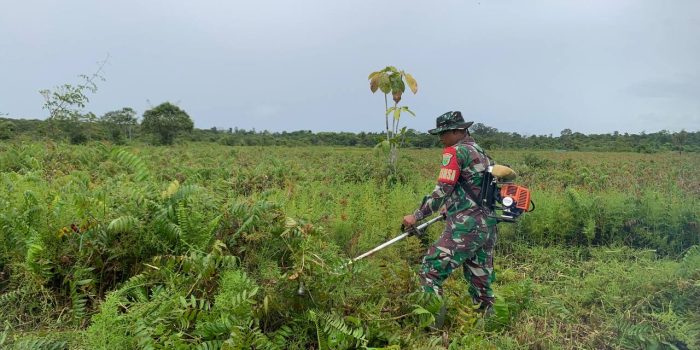 Kodim 1710/Mimika Bersama Pemda Mimika Dan Kelompok Tani Binaan Buka Lahan Persawahan Guna Mensukseskan Program Pompanisasi