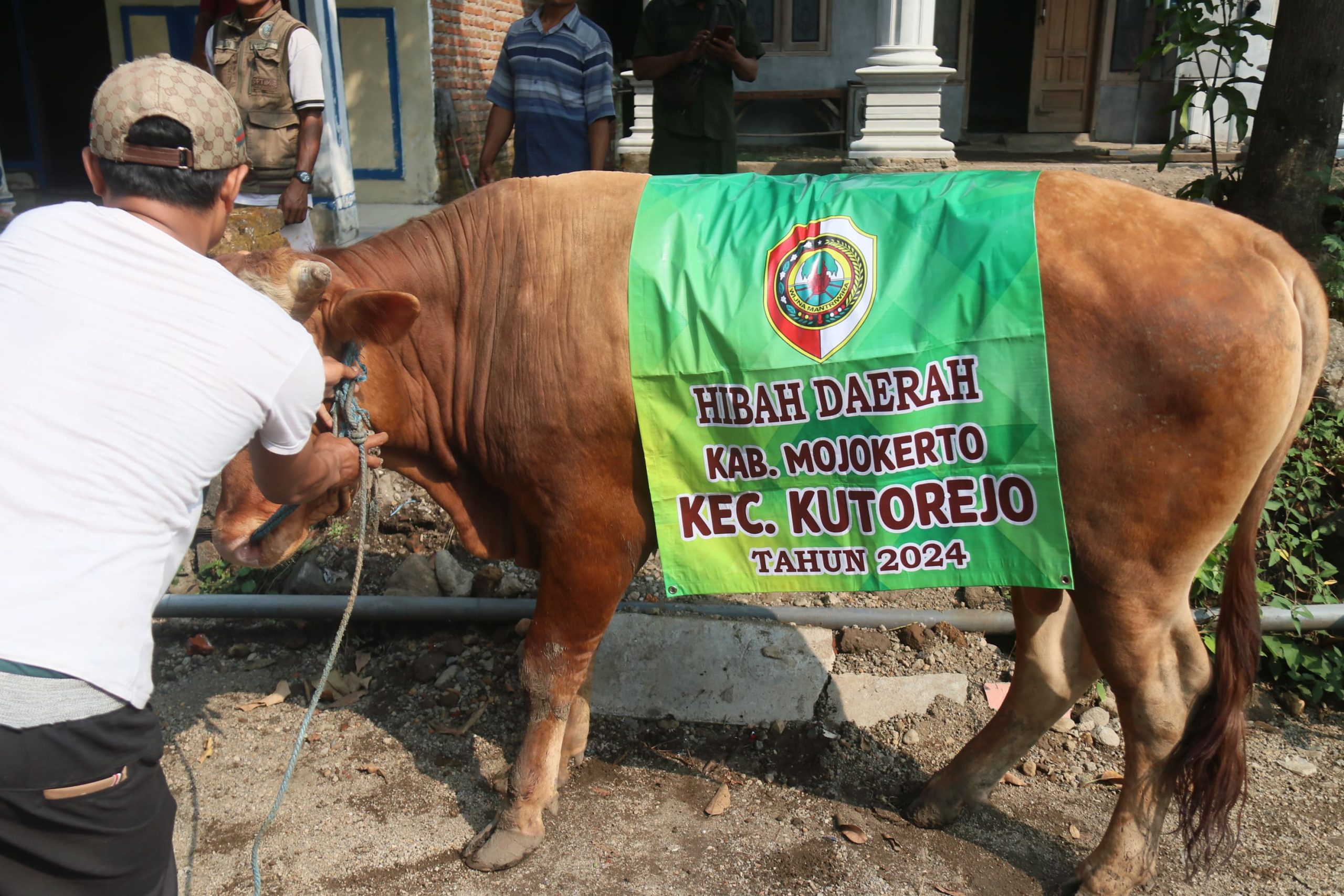 Bupati Ikfina Serahkan 22 Sapi buat Kurban Idul Adha